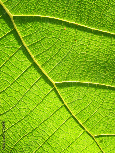 Green Teak leaf close up