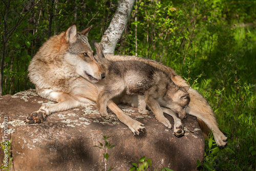 Grey Wolf (Canis lupus) and Pup on Rock Looking Right © hkuchera