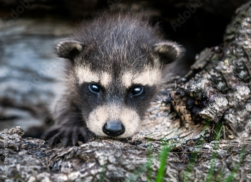 Baby Raccoon (Procyon lotor) Stares at Viewer