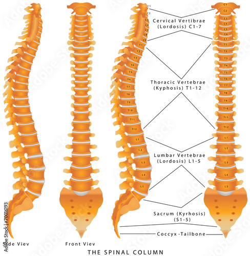 Human spine from side and back