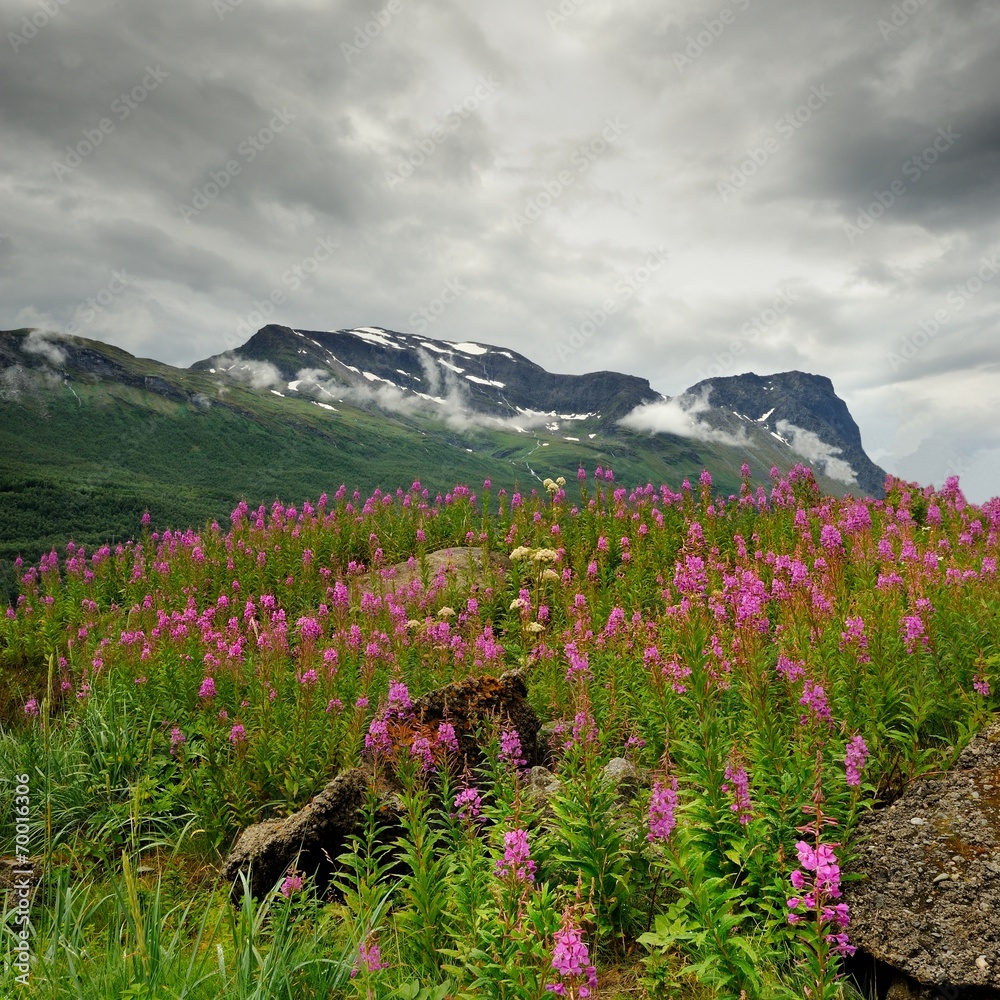 Norwegia , krajobraz wiejski