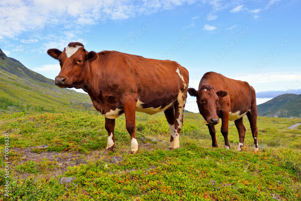 Norwegia, krowy na pastwisku