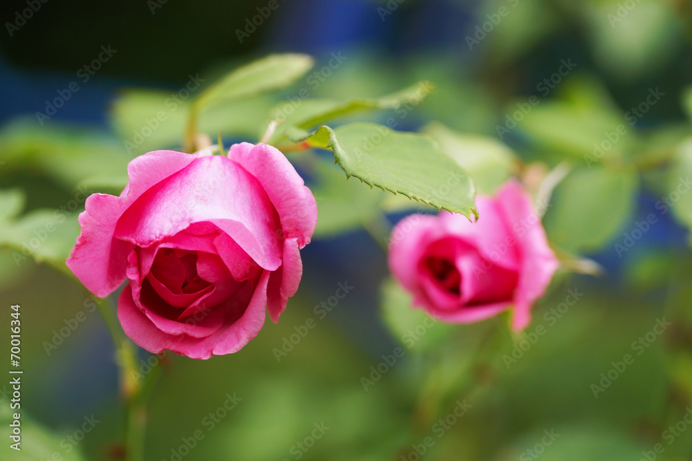 Pink rose in the garden in summer. Pink rose in the garden in summer.