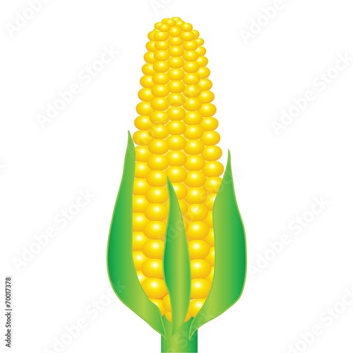 An ear of corn
