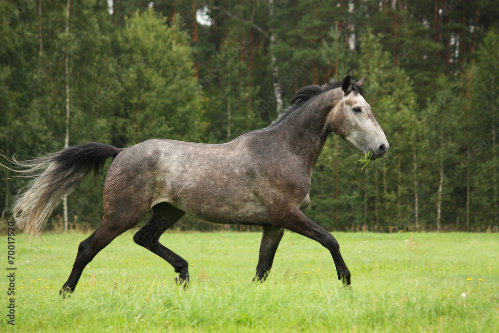 Gray horse running free at the field Gray horse running free at the field