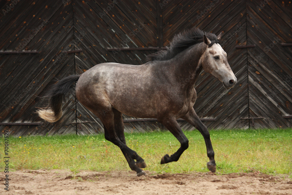 Gray horse galloping at the field