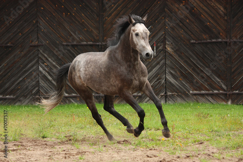 Gray horse galloping at the field