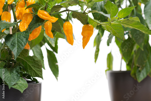 Fatalii chili on plant isolated on white with copy space photo