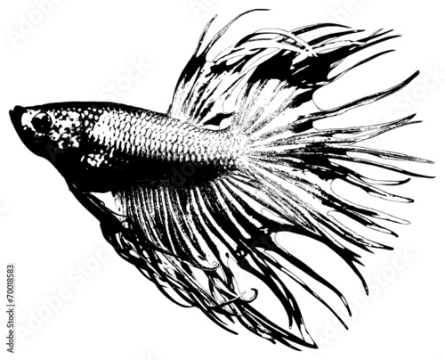 fighting fish, betta splendens
