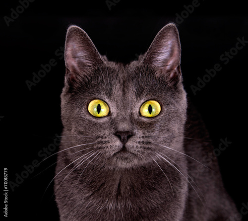 Katze mit leuchtenden Augen photo