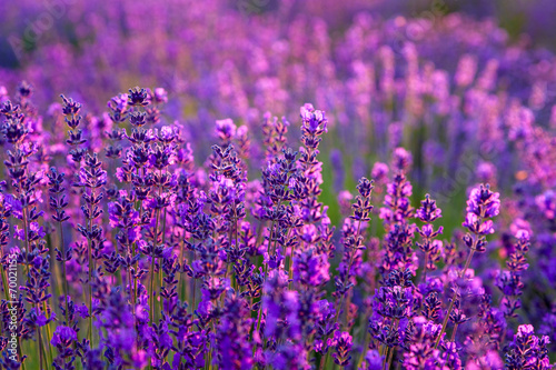 Fototapeta Naklejka Na Ścianę i Meble -  Lavender field in Tihany, Hungary