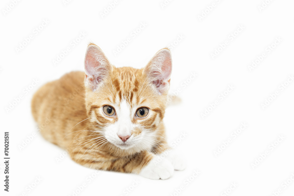 Obraz premium Ginger kitten staring