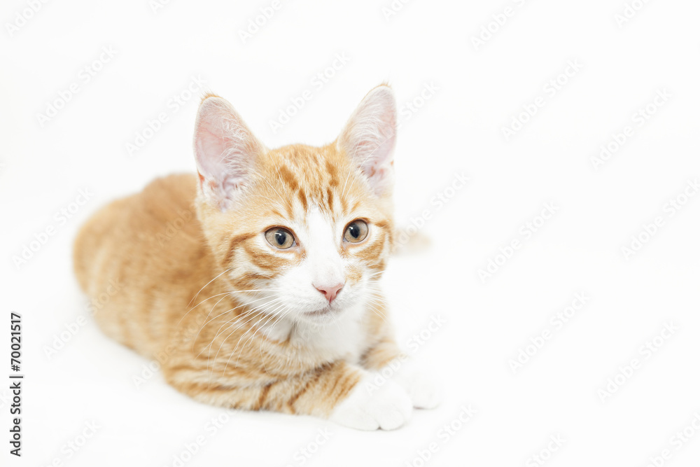 Ginger kitten