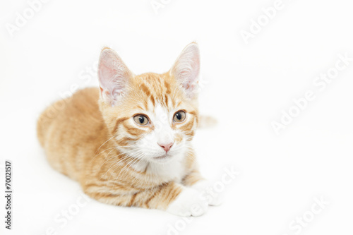 Ginger kitten © feferoni