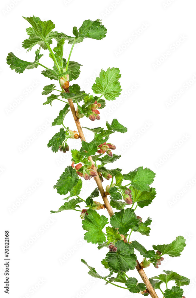 gooseberry seedling isolated on white background gooseberry seedling isolated on white background