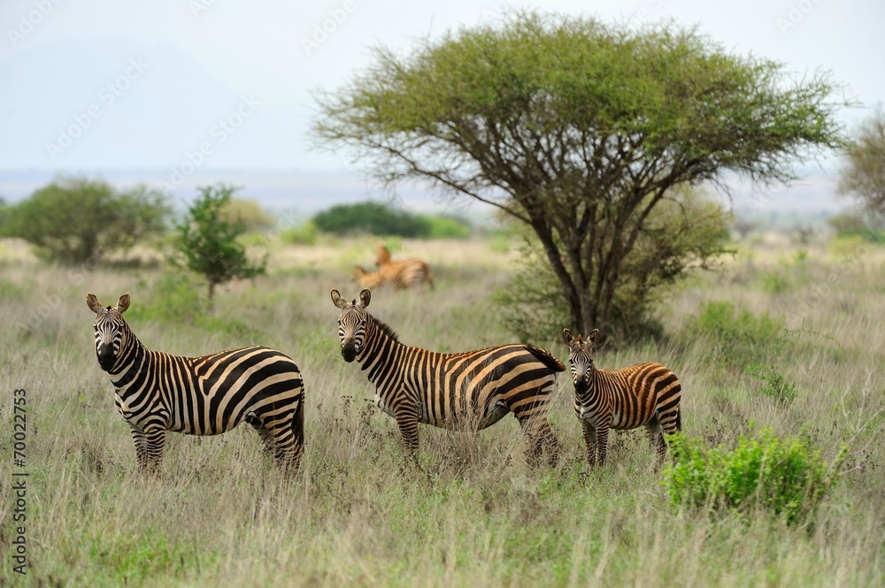 Obraz premium Zebras