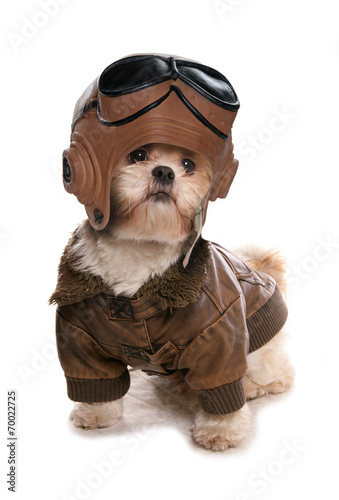 Shih tzu wearing a pilots costume Stock Photo | Adobe Stock