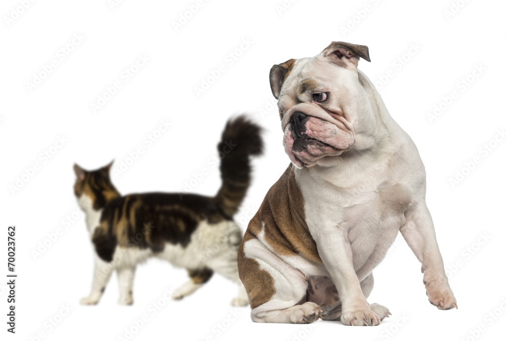 English Bulldog looking back at a cat walking