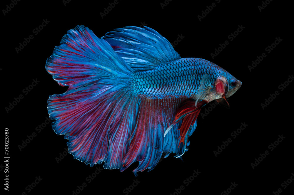 Fototapeta premium beautiful betta splendens isolated on black background