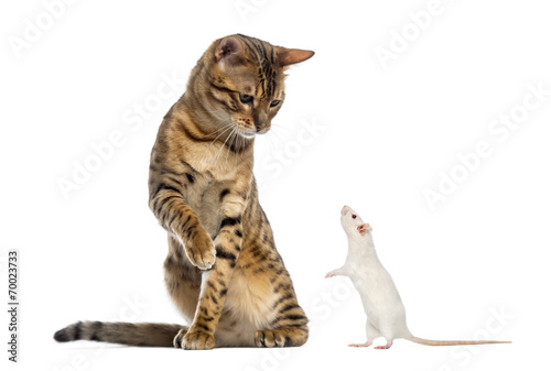 Fototapeta Naklejka Na Ścianę i Meble -  Bengal looking down and pawing at a rat