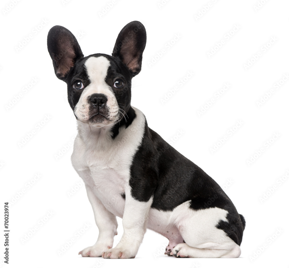 French Bulldog puppy (3 months old)