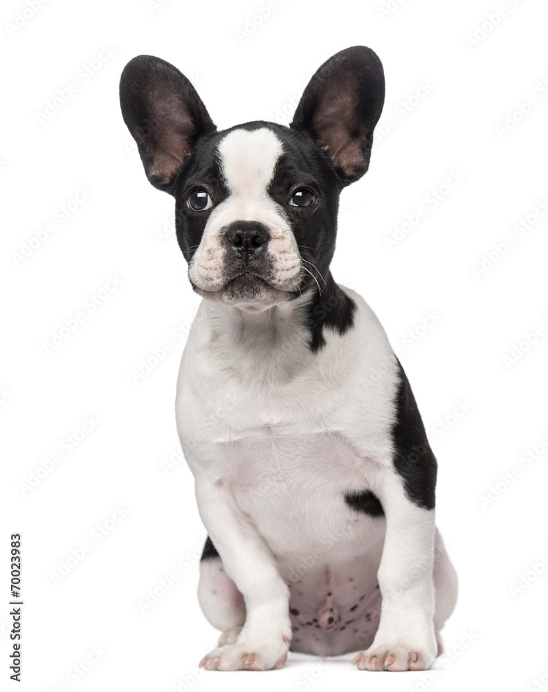 French Bulldog puppy (3 months old)