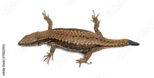 Top view of a Wall lizard with its tail cut