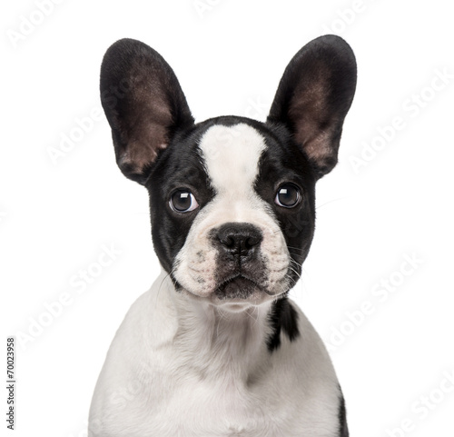 French Bulldog puppy (3 months old)