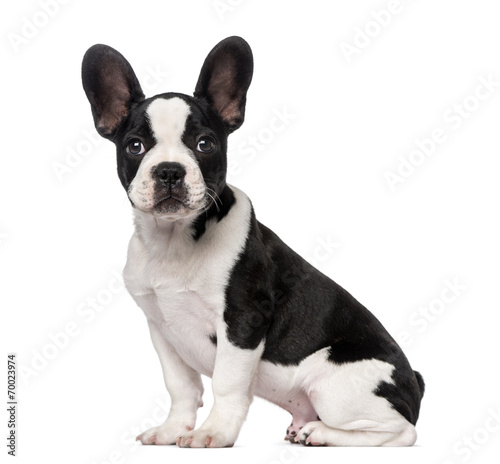 Fototapeta Naklejka Na Ścianę i Meble -  French Bulldog puppy (3 months old)