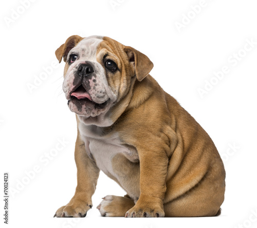 English Bulldog puppy  4 months old 