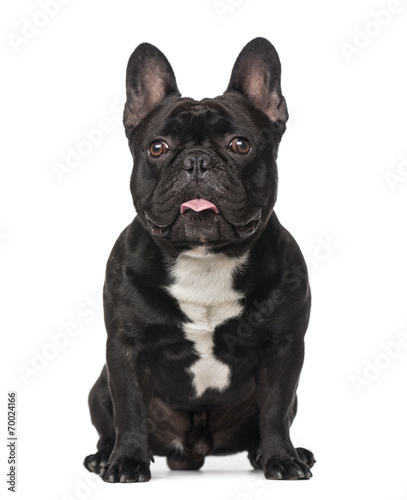 French Bulldog (2 years old) © Eric Isselée
