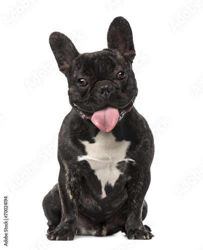 Fototapeta Naklejka Na Ścianę i Meble -  French Bulldog puppy (1 month old)