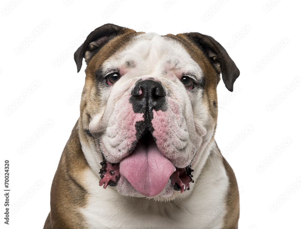 English Bulldog (1 year old)