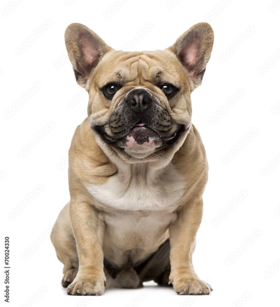 French Bulldog (1,5 year old)