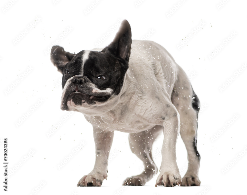 Fototapeta premium French Bulldog (3 years old) shaking