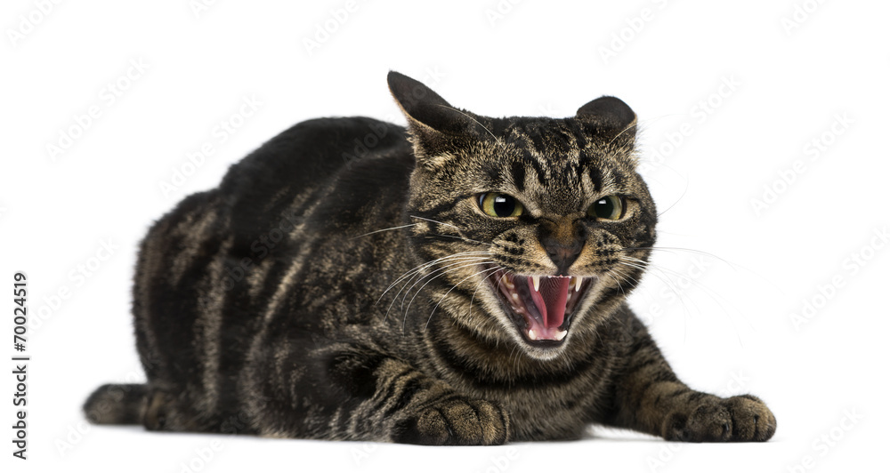 Obraz premium Mixed-breed cat hissing