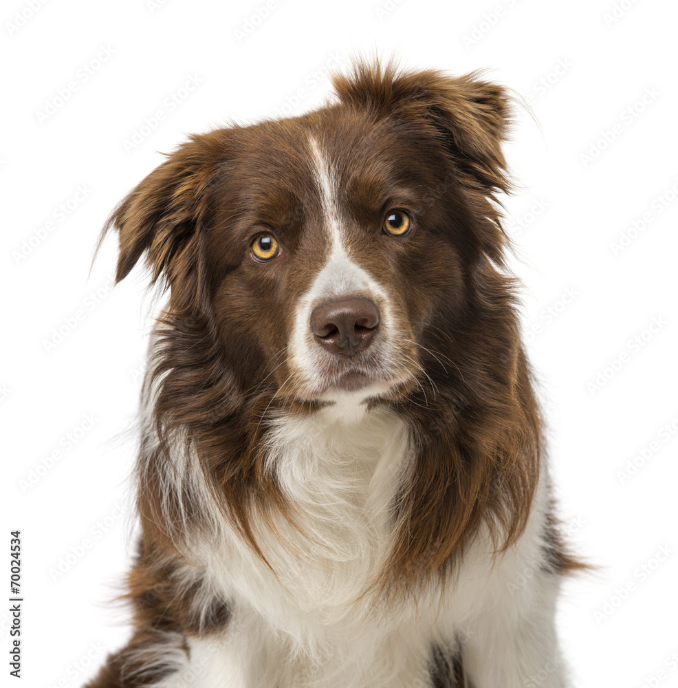 border collie (2 years old)