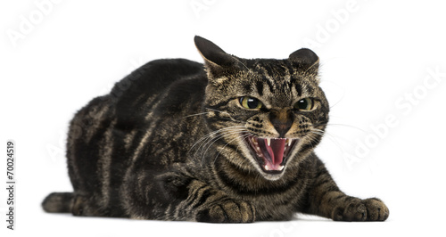 Mixed-breed cat hissing