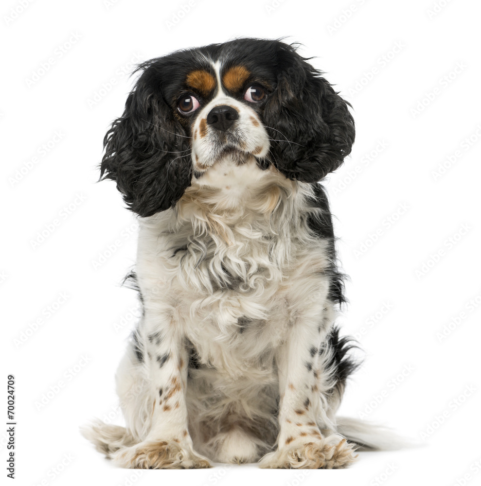 cavalier king charles spaniel (5 years old) cavalier king charles spaniel (5 years old)