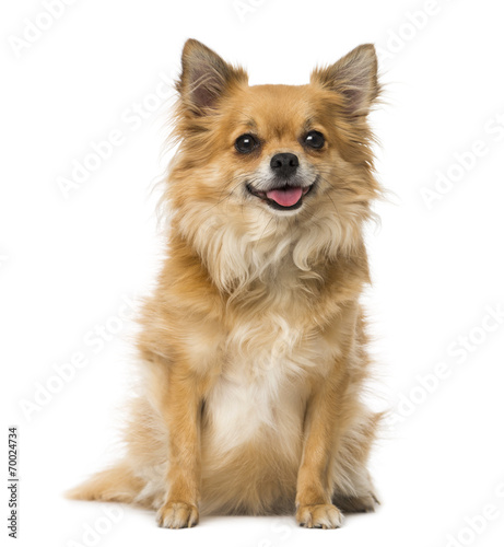Fototapeta Naklejka Na Ścianę i Meble -  chihuahua (3 years old)
