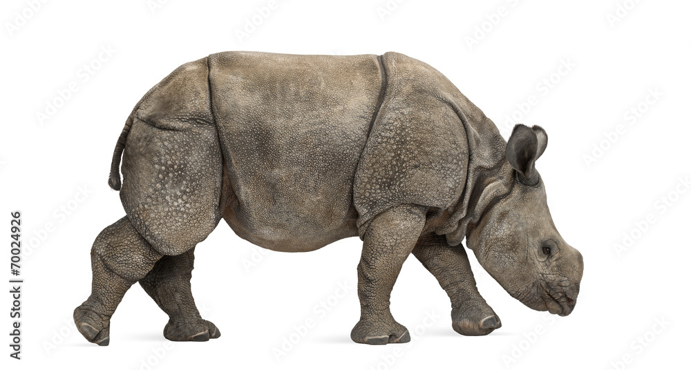 Young Indian one-horned rhinoceros (8 months old) Young Indian one-horned rhinoceros (8 months old)