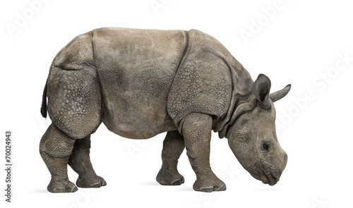 Young Indian one-horned rhinoceros  8 months old 