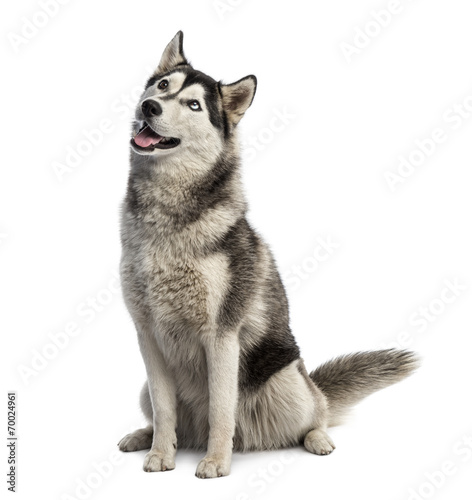 Siberian husky sitting and looking up