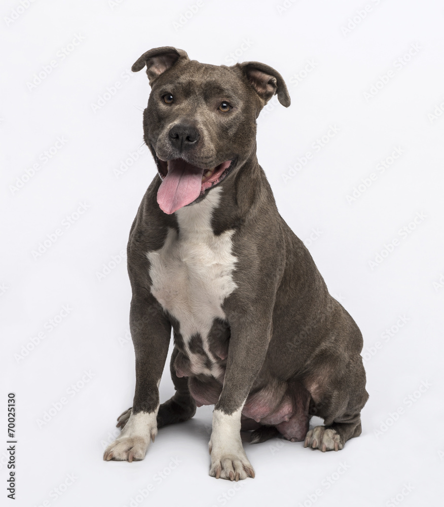 American Staffordshire terrier sitting