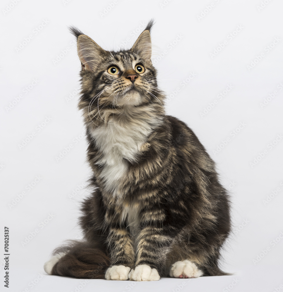 Maine coon (10 months old)
