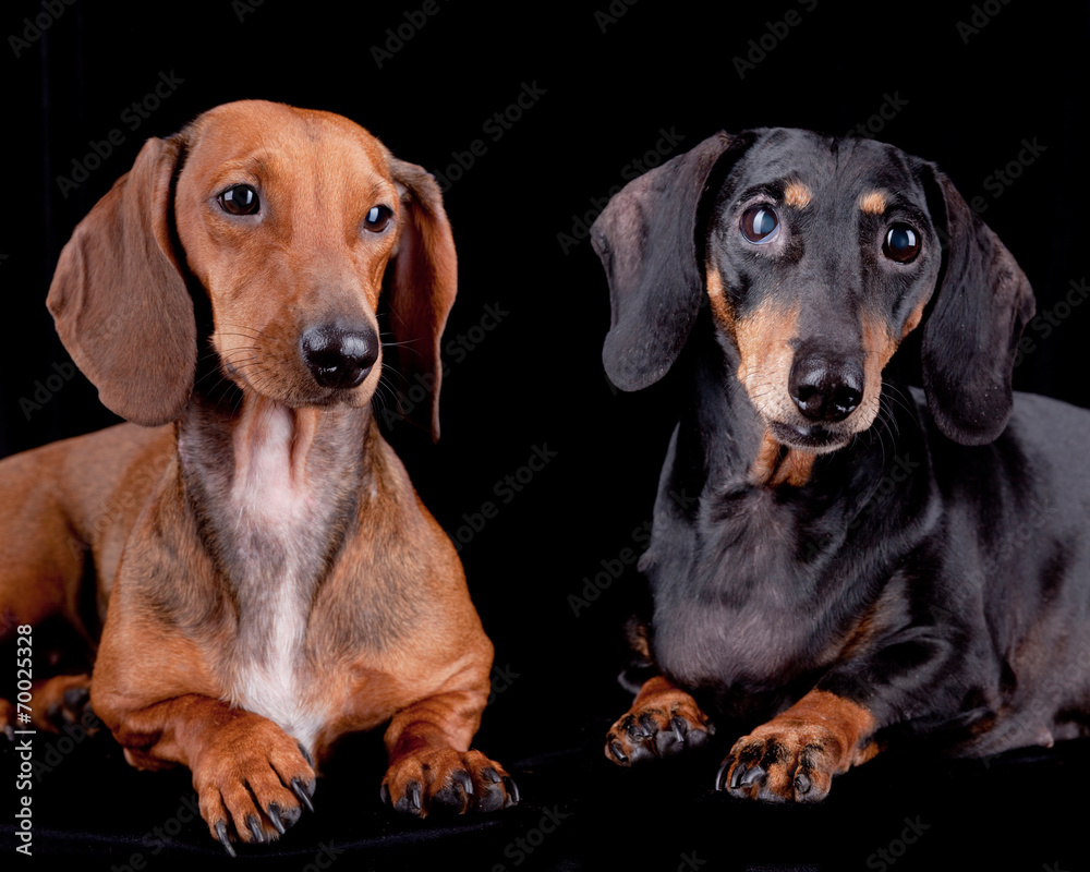 Two Dachshund dogs on black, isolated.