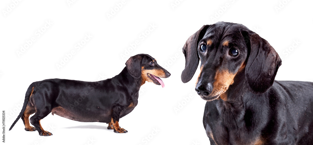 Black Dachshund dog on white background, isolated. Black Dachshund dog on white background, isolated.