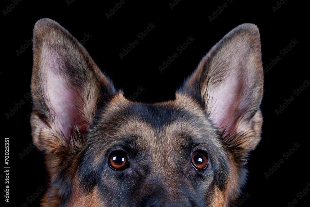 Shepherd dog head on black background, isolated.
