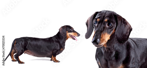 Black Dachshund dog on white background  isolated.