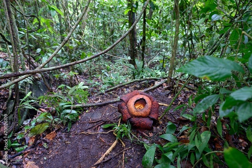 Rafflesia flower in Borneo jungle photo